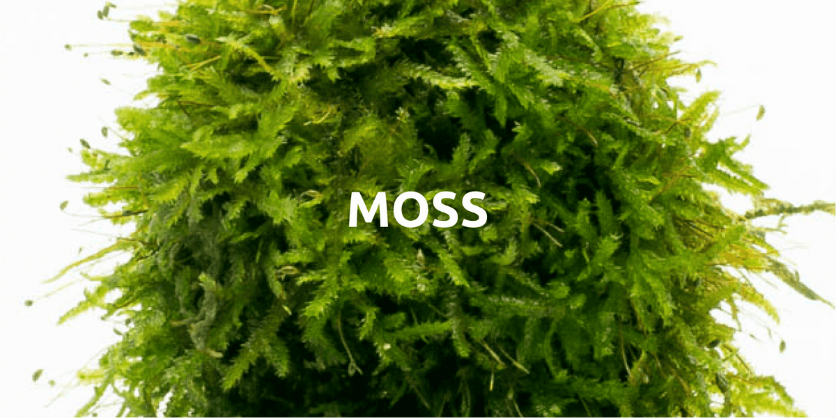 Moss SubstrateSource