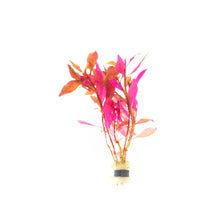 Alternanthera Reineckii Bronze