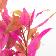 Alternanthera Reineckii Bronze