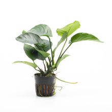 Anubias Barteri 'Broad Leaf'