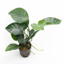 Anubias Barteri 'Broad Leaf'