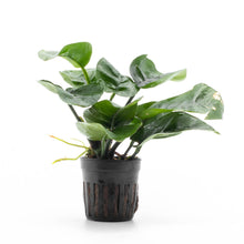 Anubias Barteri 'Butterfly'