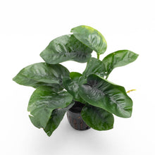 Anubias Barteri 'Butterfly'