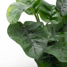 Anubias Barteri 'Butterfly'