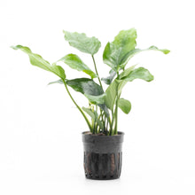 Anubias barteri Var ''Nana''