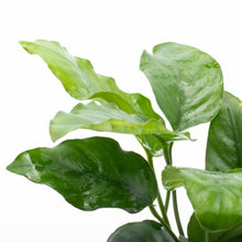 Anubias barteri Var ''Nana''