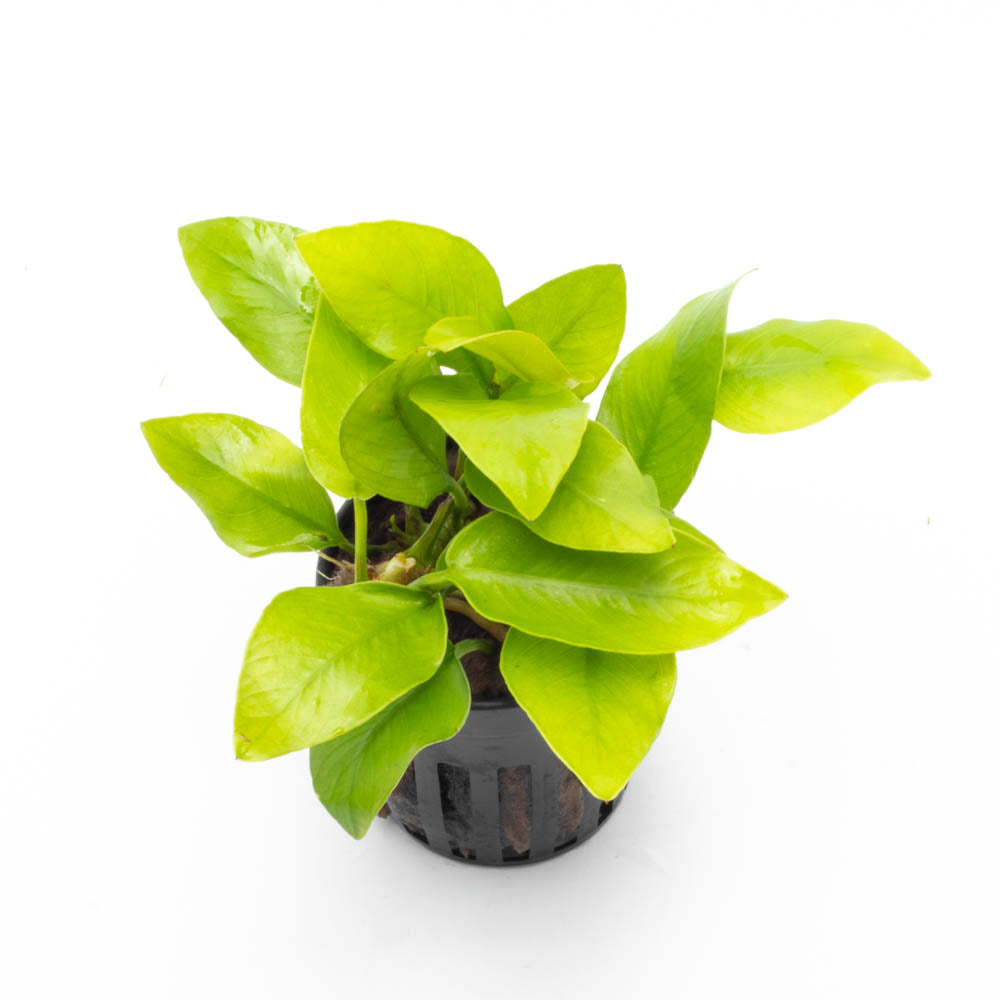 Anubias Nana Golden 