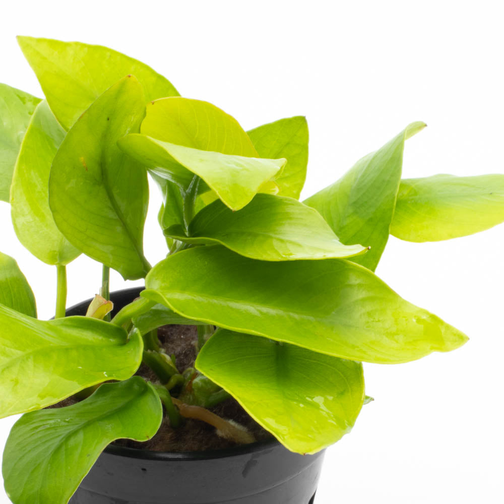 golden nanmu indoor plant Anubias Nana Golden – SubstrateSource