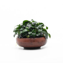 Anubias Nana Petite on Bowl