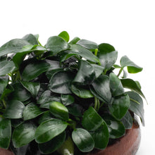 Anubias Nana Petite on Bowl
