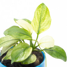 Anubias Sp. Broad White