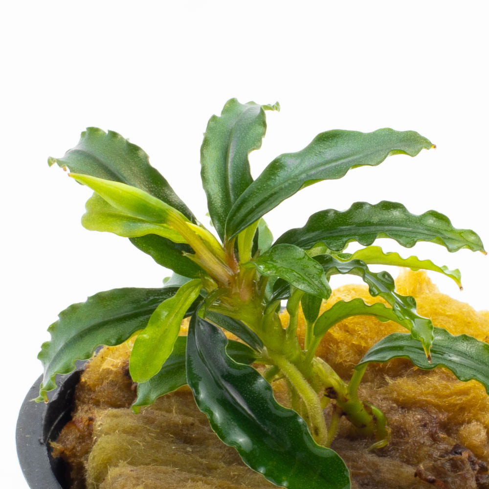 碧葉さんBUCEPHALANDRA Bucephalandra 