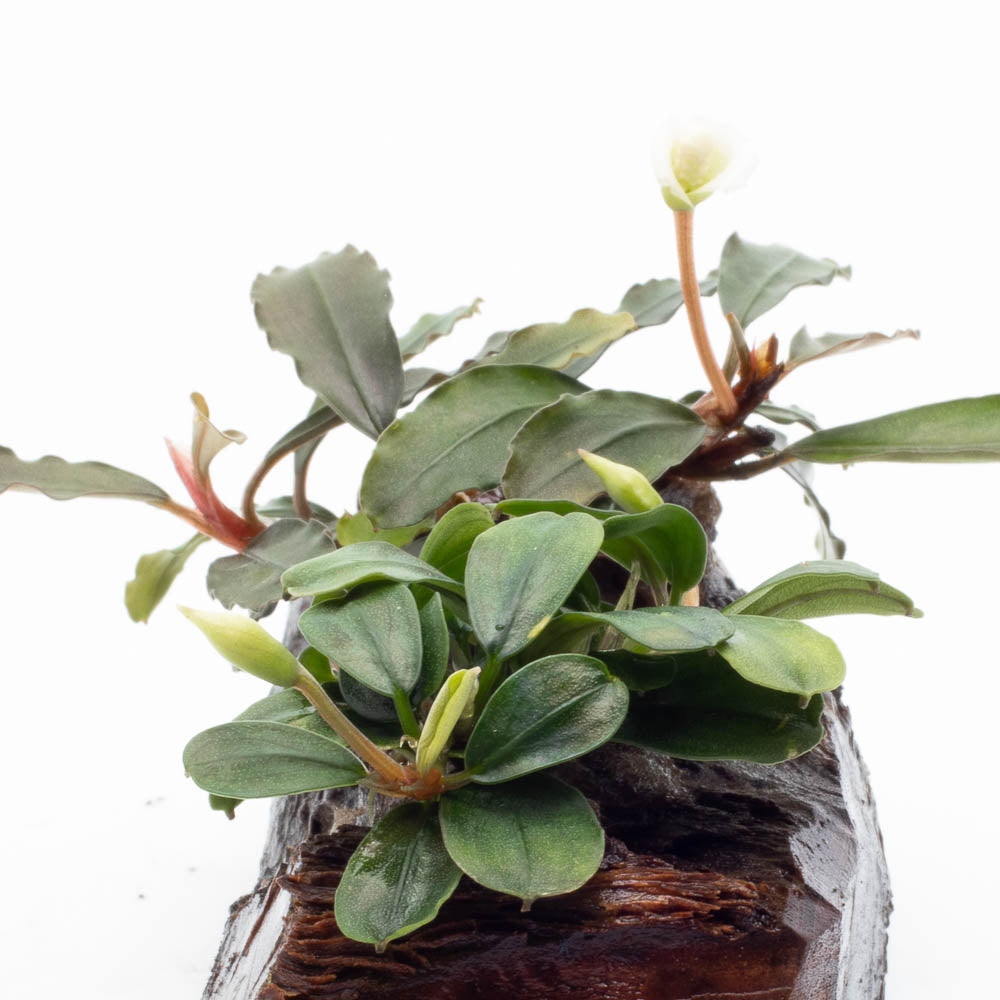 あばぶさんBUCEPHALANDRA Bucephalandra: Complete Guide to Care, Planting,