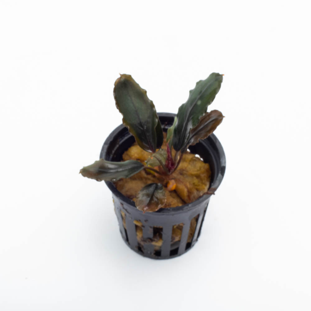 Bucephalandra Rainbow Marble – SubstrateSource
