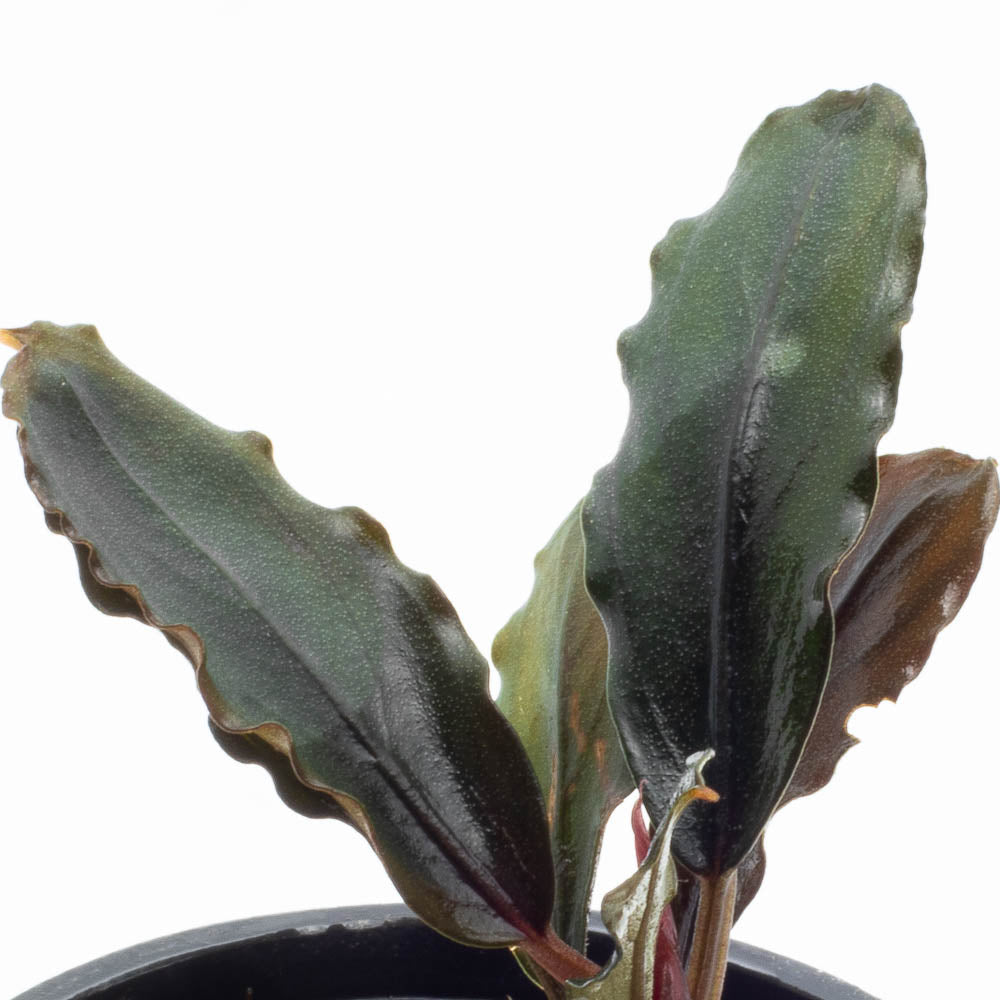 Bucephalandra sp. Rainbow Blue Marble群生株 ブセファランドラ sp. Rainbow Blue Marble群生美 - メルカリ