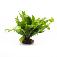 Microsorum pteropus Java Fern Mat