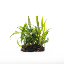 Microsorum pteropus Java Fern Narrow Mat