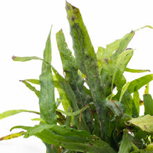 Microsorum pteropus Java Fern Narrow Mat