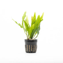 Microsorum Pteropus Java Fern