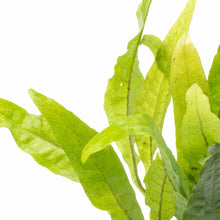 Microsorum Pteropus Java Fern