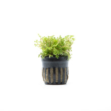 Selaginella Kraussianna Mini