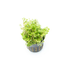Selaginella Kraussianna Mini