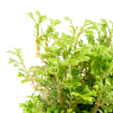 Selaginella Kraussianna Mini