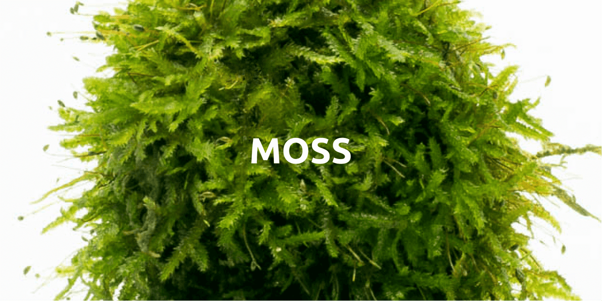 Moss Substrate Moss – SubstrateSource