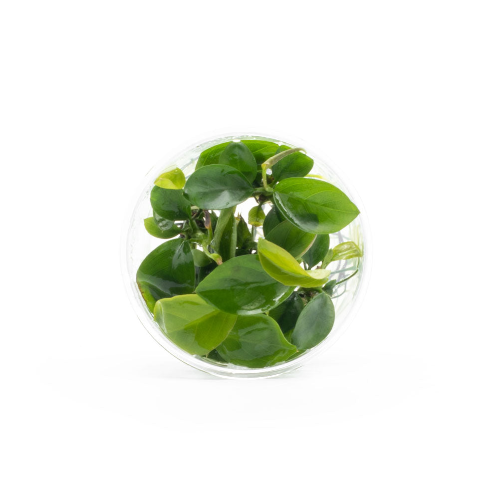 Anubias Barteri UNS Tissue Culture – SubstrateSource