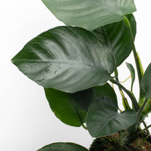 Anubias Barteri 'Broad Leaf'