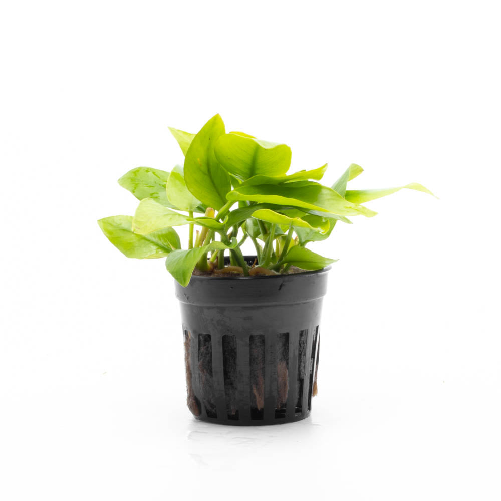 golden nanmu pot plant Anubias Nana Golden – SubstrateSource