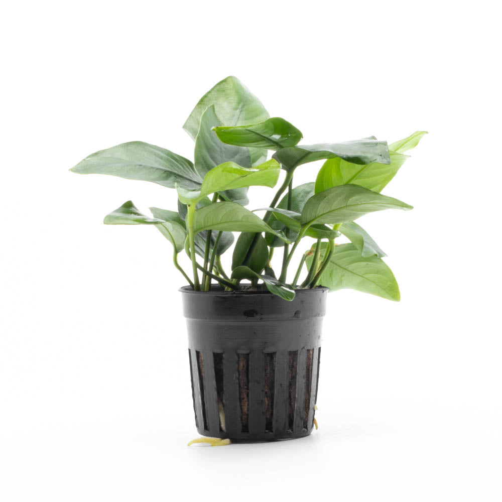 Anubias Nana – SubstrateSource