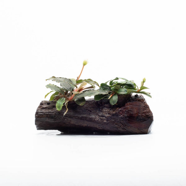 Bucephalandra Mix on Driftwood – SubstrateSource