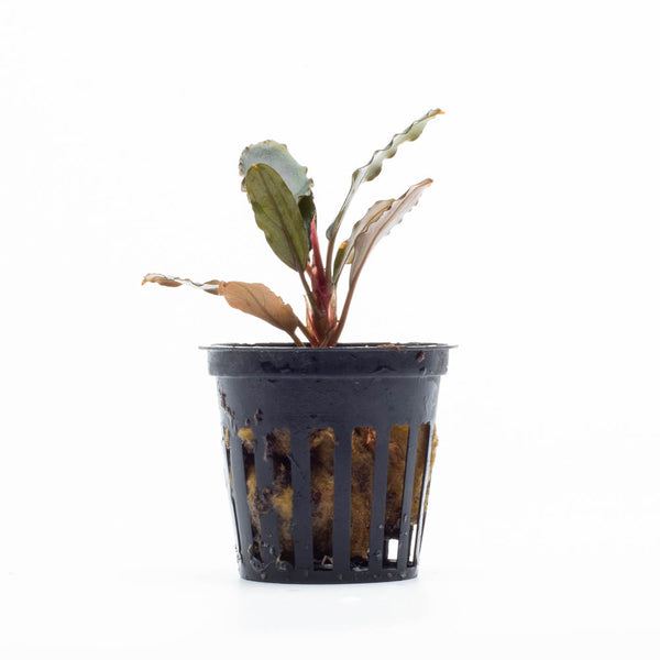 Bucephalandra sp. Rainbow Blue Marble群生株 ブセファランドラ sp. Rainbow Blue Marble群生美 - メルカリ