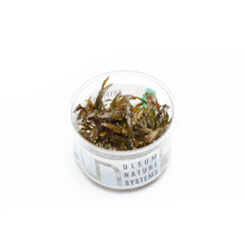 Cryptocoryne Wendtii Brown UNS Tissue Culture