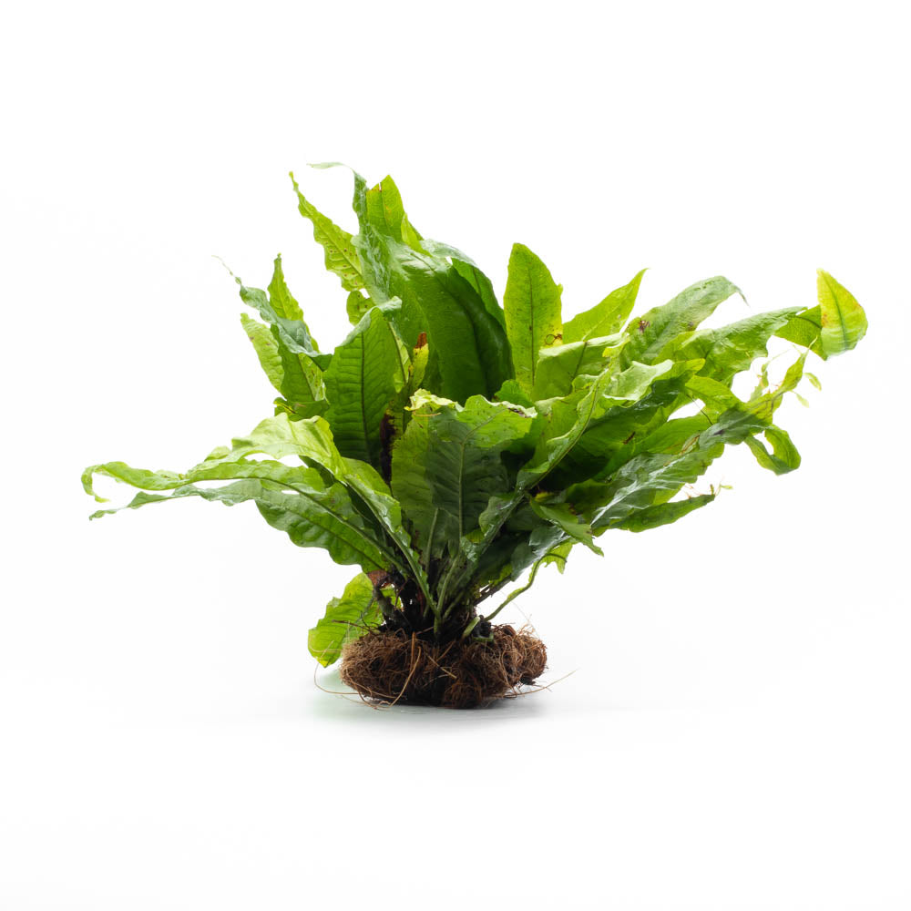 Ferns – SubstrateSource