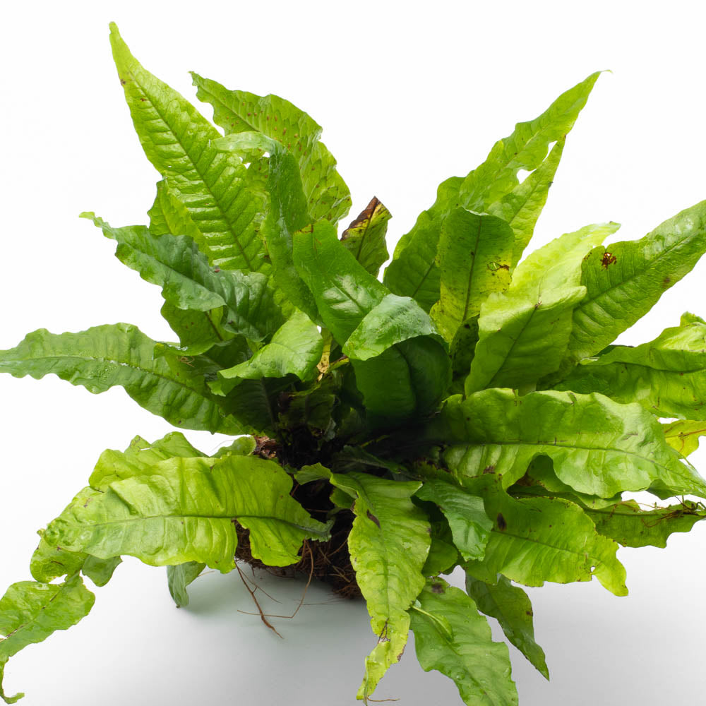 Microsorum pteropus Java Fern Mat – SubstrateSource