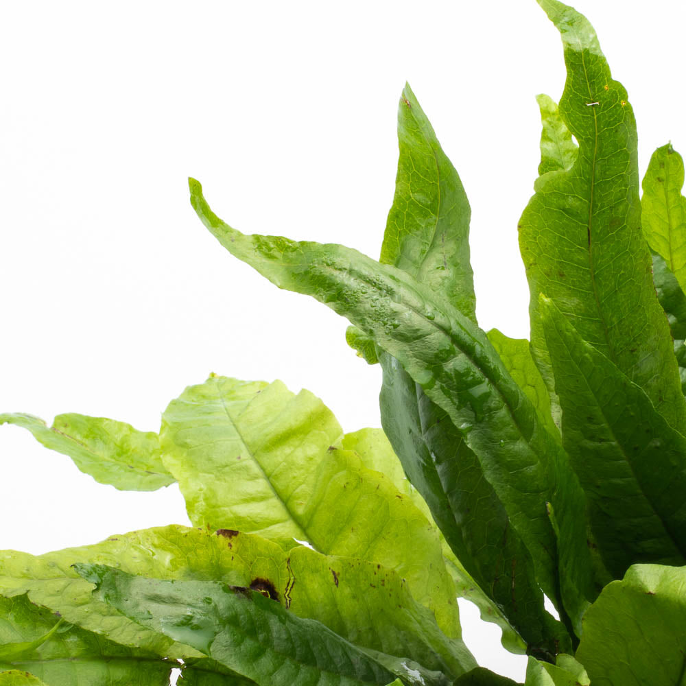 Microsorum pteropus Java Fern Mat – SubstrateSource