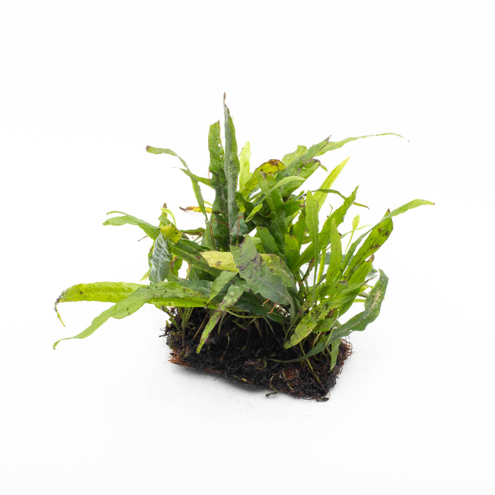Microsorum pteropus Java Fern Narrow Mat – SubstrateSource