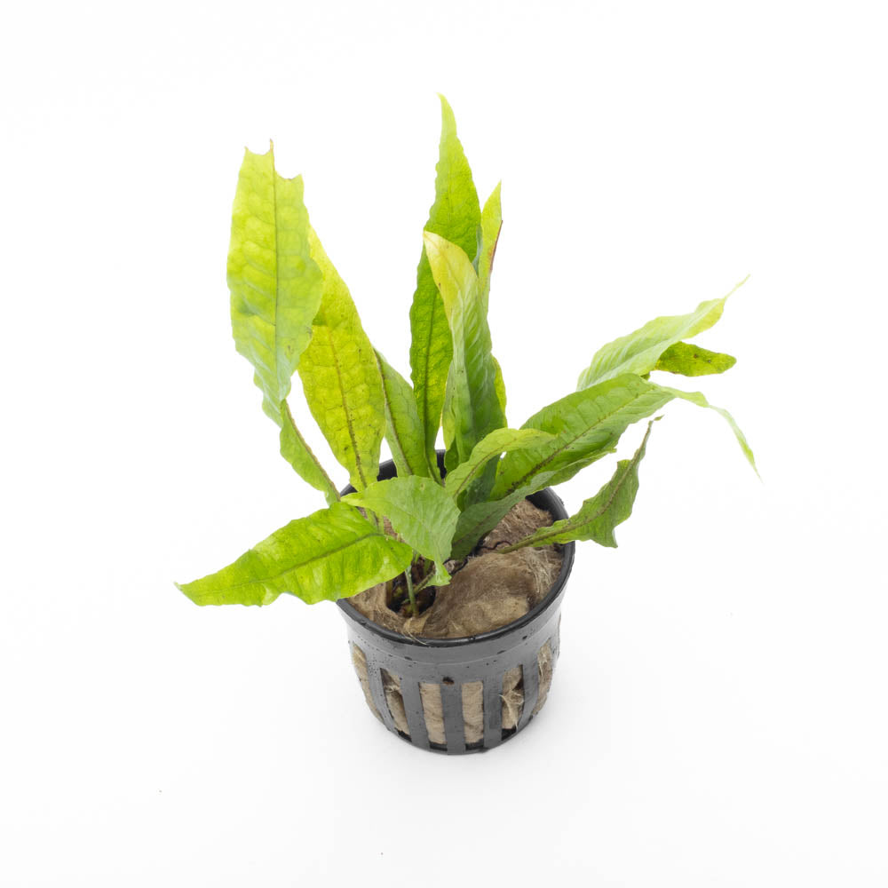 Microsorum Pteropus Java Fern – SubstrateSource