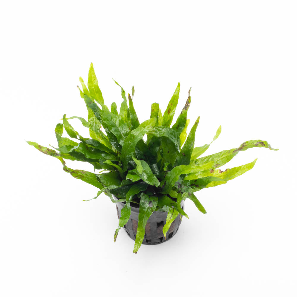 Microsorum pteropus Java Fern Petite – SubstrateSource
