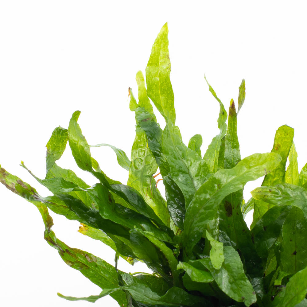 Microsorum pteropus Java Fern Petite – SubstrateSource