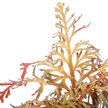 Selaginella Erythropus Red